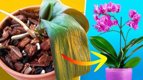 ¿Cómo salvar una orquídea moribunda? Ella puede ser devuelta a la vida en 5 minutos.