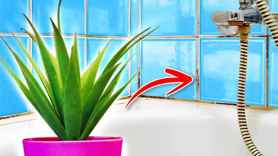 La planta para poner en el baño para evitar que se produzca humedad