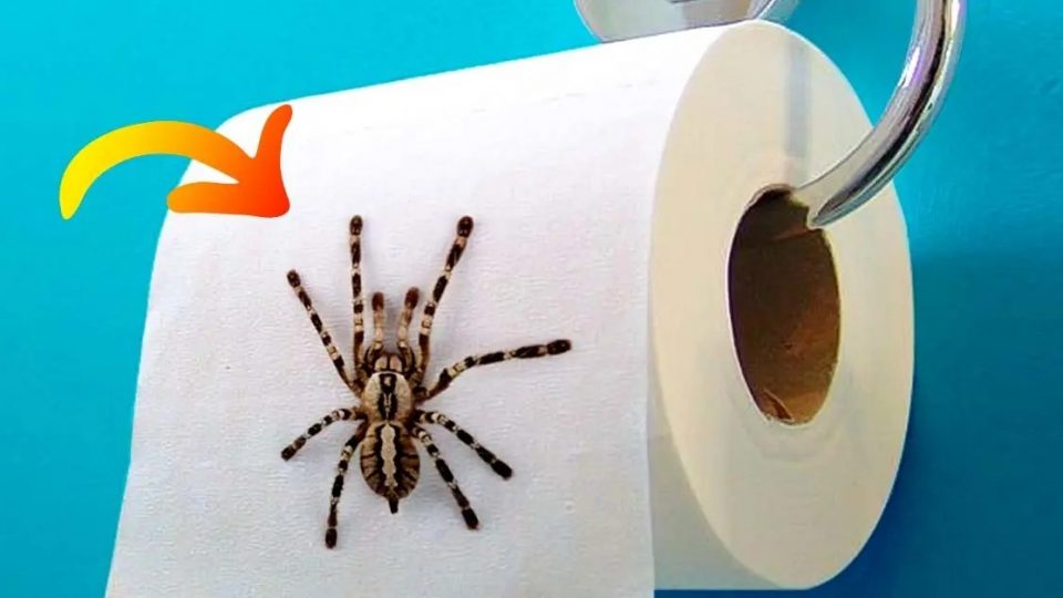 ¿Cómo alejar a las arañas de casa de una vez por todas? no volverán