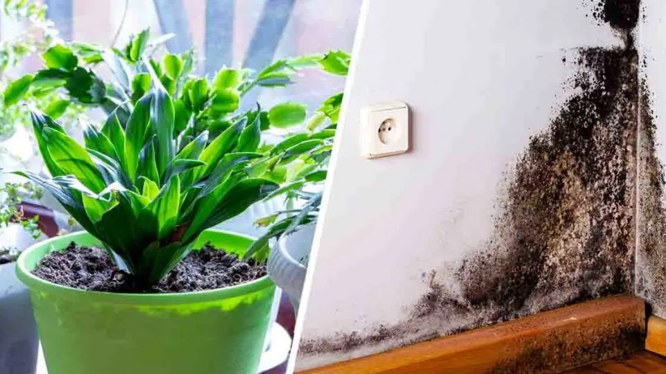 ¿Cómo deshacerse de la humedad y el moho en casa? 3 plantas para eliminarlas en poco tiempo