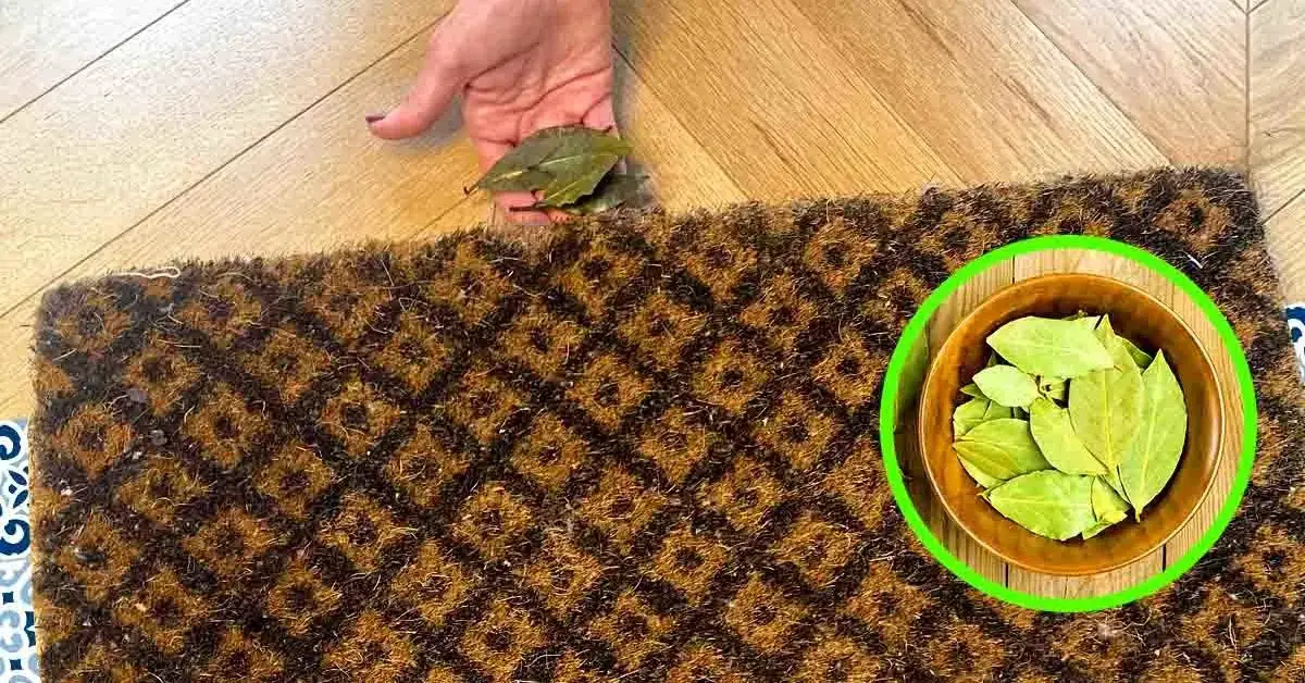 ¿Por qué algunas personas ponen hojas de laurel debajo de la alfombra?