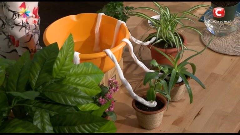 Prueba estos métodos para regar las plantas cuando estés de vacaciones y no encontrarlas secas