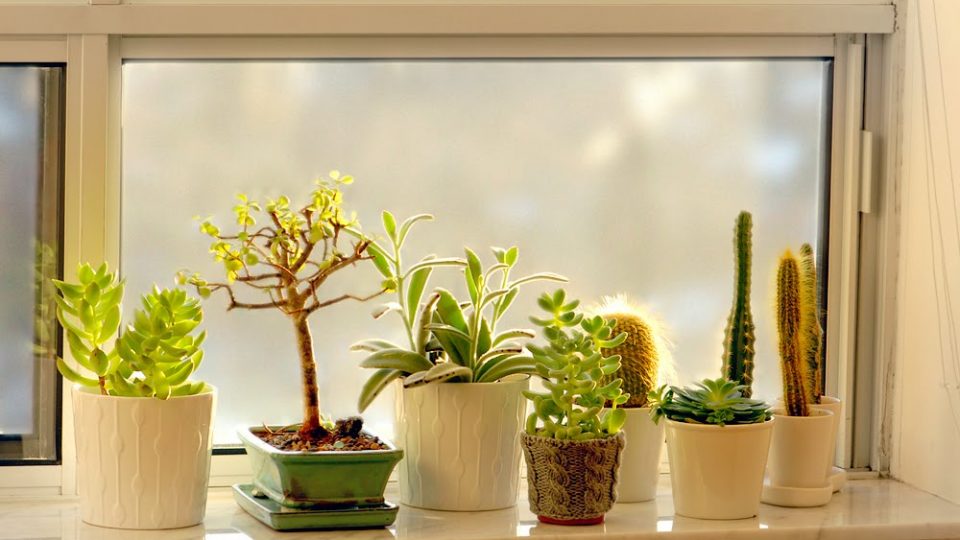 7+1 Plantas que regeneran el aire de la casa cuando hace frío y las ventanas están cerradas