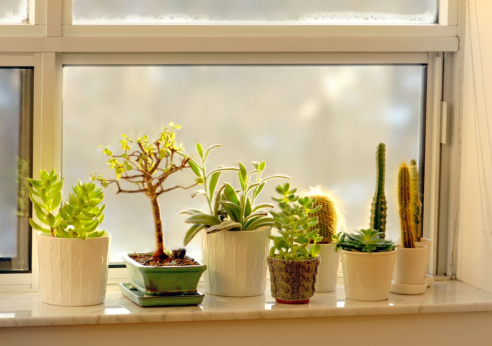 7+1 Plantas que regeneran el aire de la casa cuando hace frío y las ventanas están cerradas