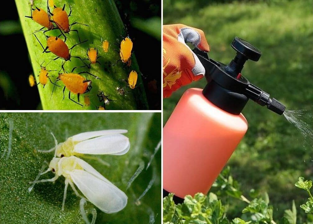 Eliminarás todos los insectos y parásitos de las plantas con una simple pastilla de jabón