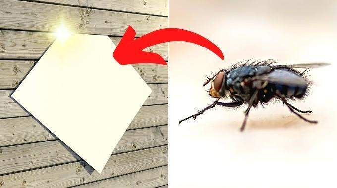 El truco de la hoja de papel para ahuyentar a las moscas