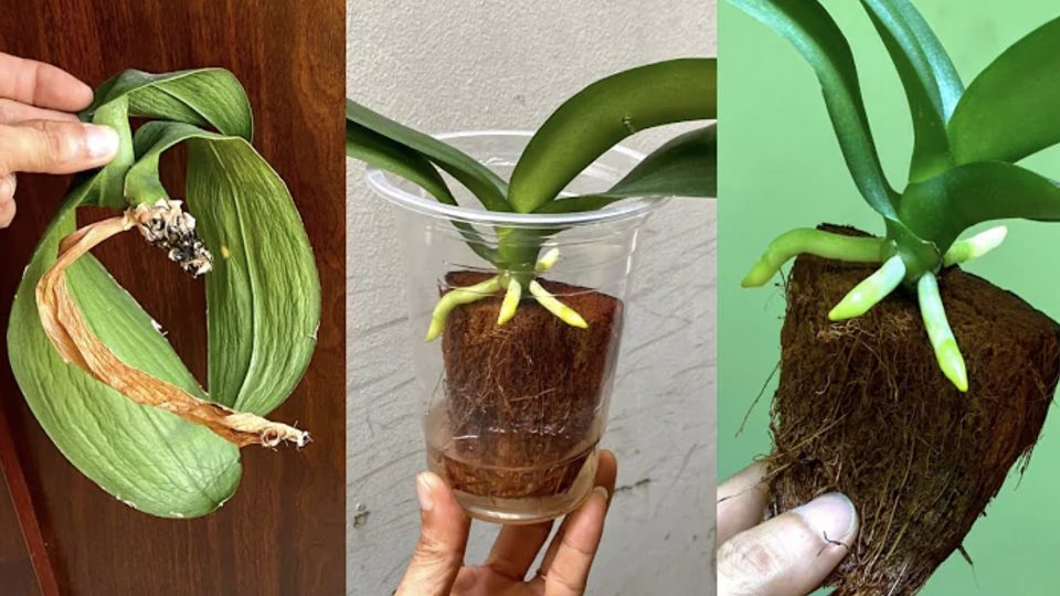 Cómo revivir una orquídea con un método simple y efectivo