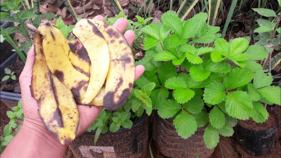 No tires las cáscaras de plátano: úsalas para cultivar tus plantas