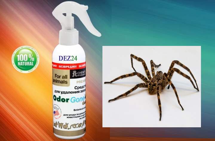 7 métodos naturales para mantener alejadas para siempre a las arañas y otros insectos