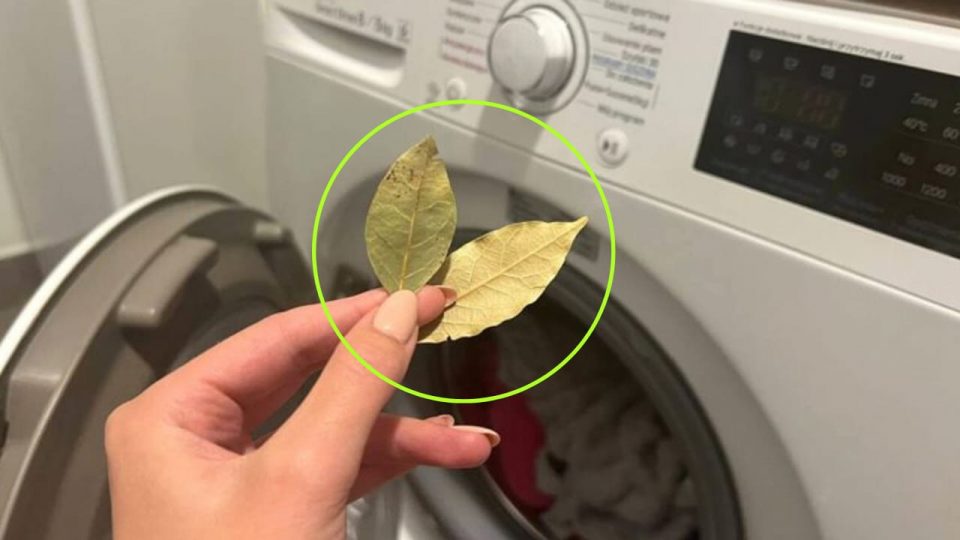 Hoja de laurel en la lavadora, qué le pasa a tu colada si le metes una hoja antes de encenderla