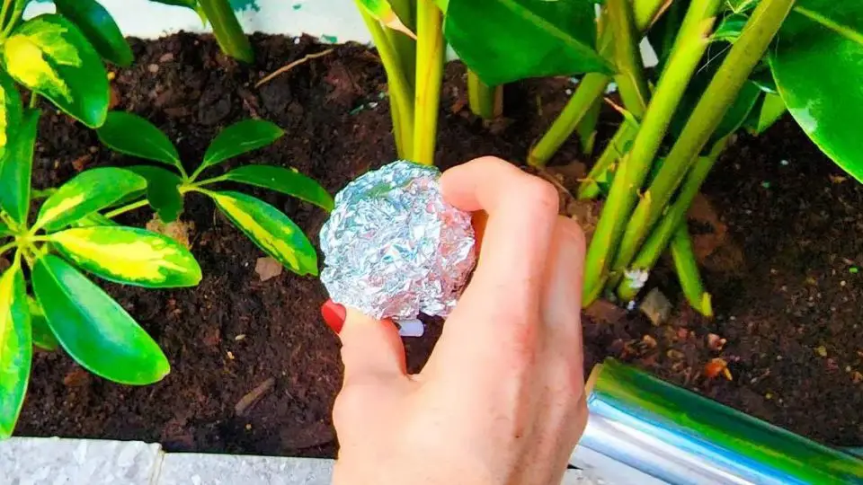 Pon una bola de papel de aluminio en tus plantas: acabarás con 6 problemas para siempre