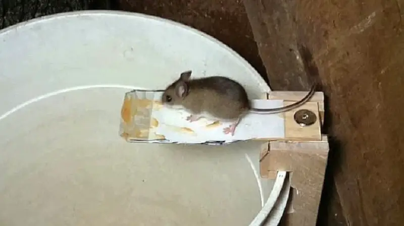 El truco genial para acabar con los ratones en casa: con un biberón basta
