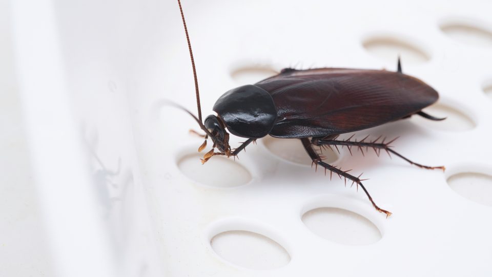 Cómo eliminar cucarachas del baño sin químicos agresivos