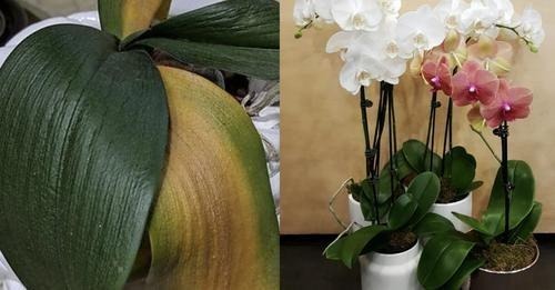 7 errores que todos cometemos con nuestras orquídeas