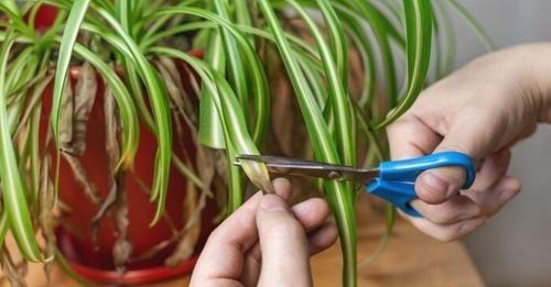 Cómo curar el Falangio, la planta “araña” que purifica el aire de la casa