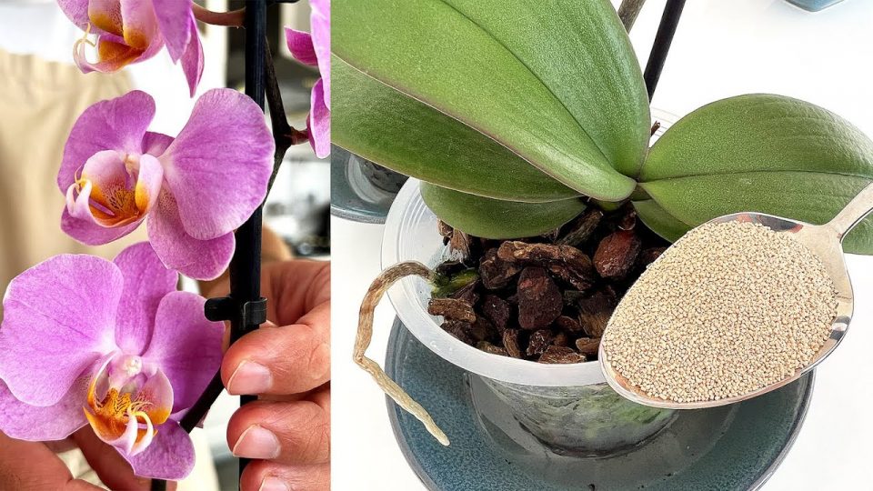 ¡El secreto para el rápido crecimiento de las orquídeas! Florecerán por siempre