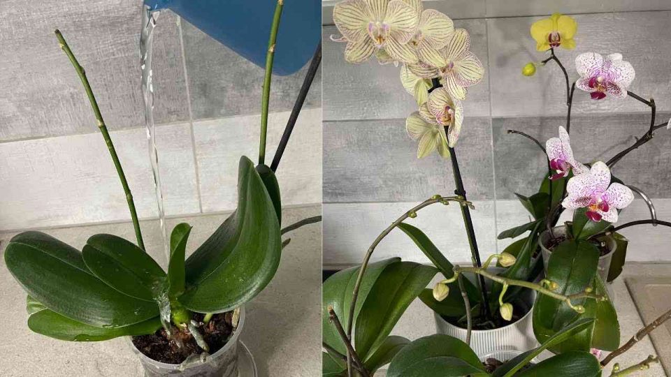 Orquídea, el secreto es regarla así para que viva mucho tiempo