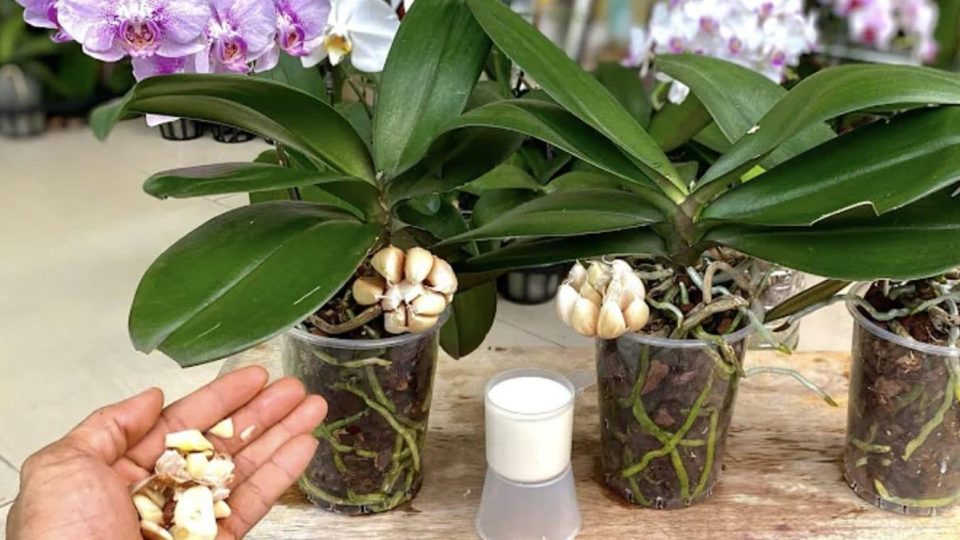 Cómo hacer florecer las orquídeas: un remedio natural y económico