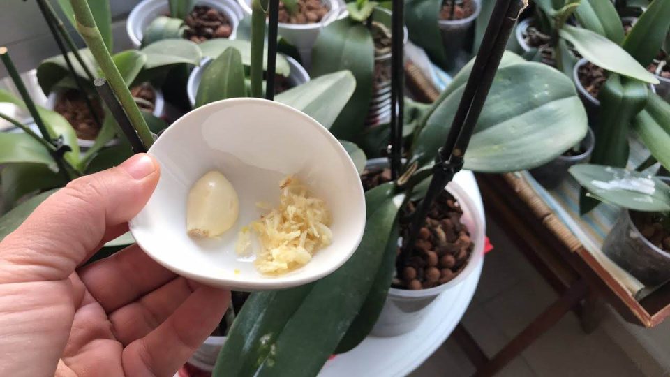 ¿Por qué los jardineros ponen un diente de ajo en las orquídeas? Misterio revelado