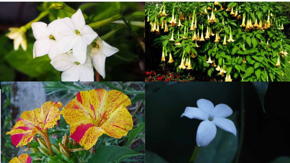 10 plantas que florecen solo de noche: tu jardín se convertirá en un lugar mágico