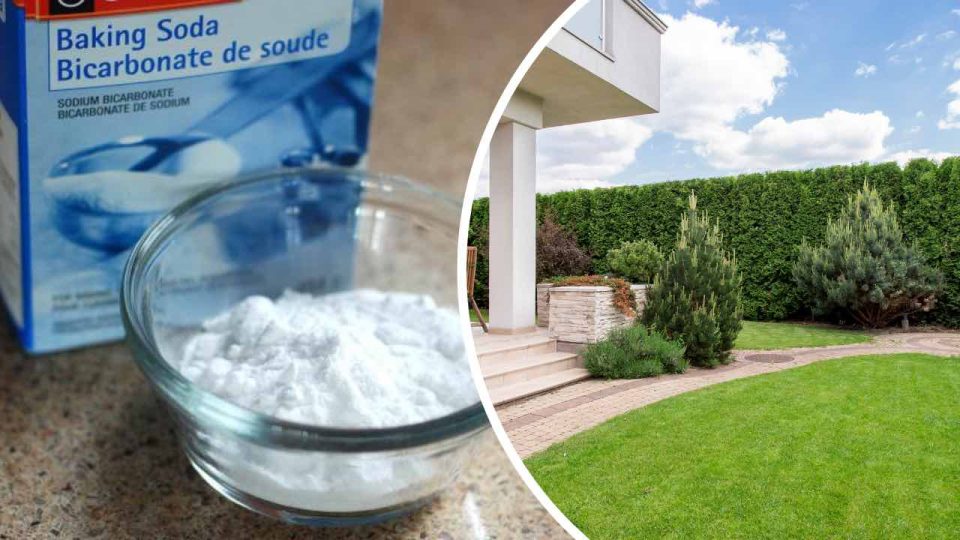 Bicarbonato de sodio en el jardín, los 10 usos para tus plantas que aún no conocías