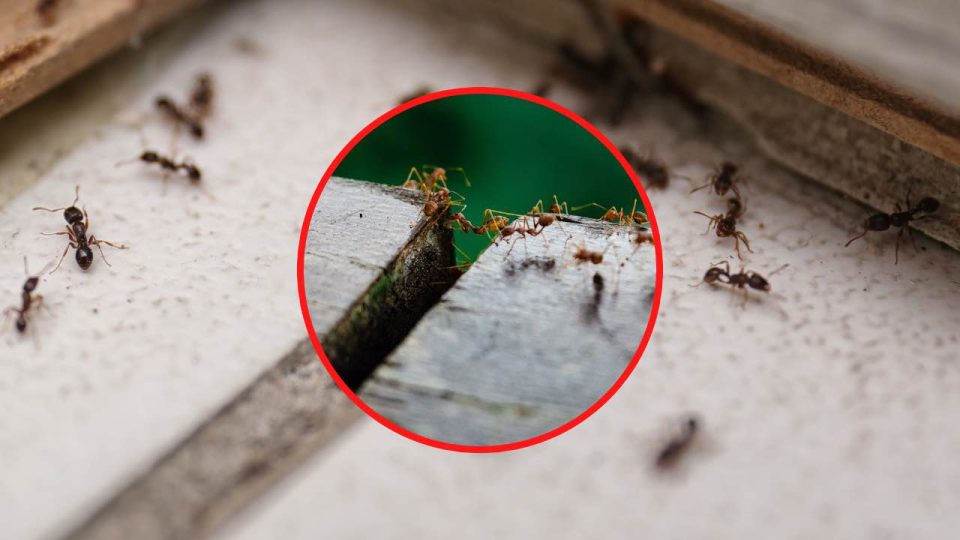 ¿Cómo llegan las hormigas a la casa? Su entrada secreta: no te la esperabas
