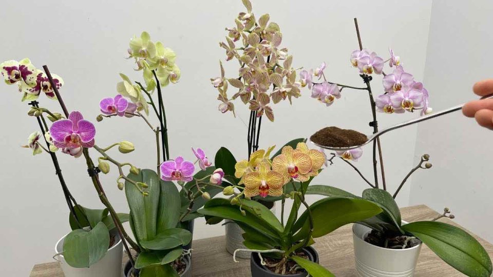 Dale un poco a tu orquídea, producirá un torrente de flores en cuestión de horas.
