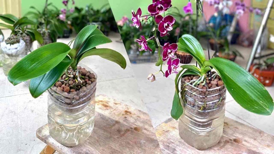 Orquídea, si la plantas así la planta crece y florece muy rápido