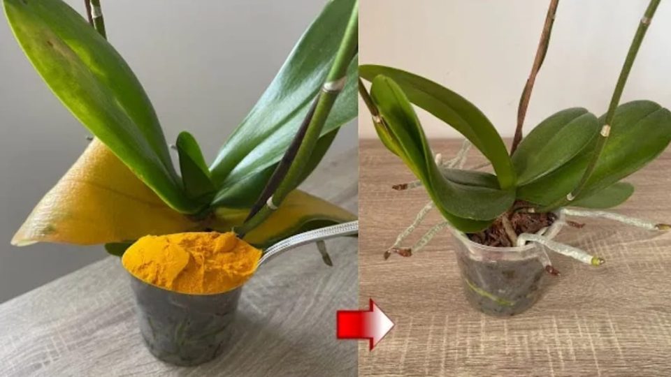 Orquídea vieja y amarillenta, el ingrediente para resucitarla en poco tiempo