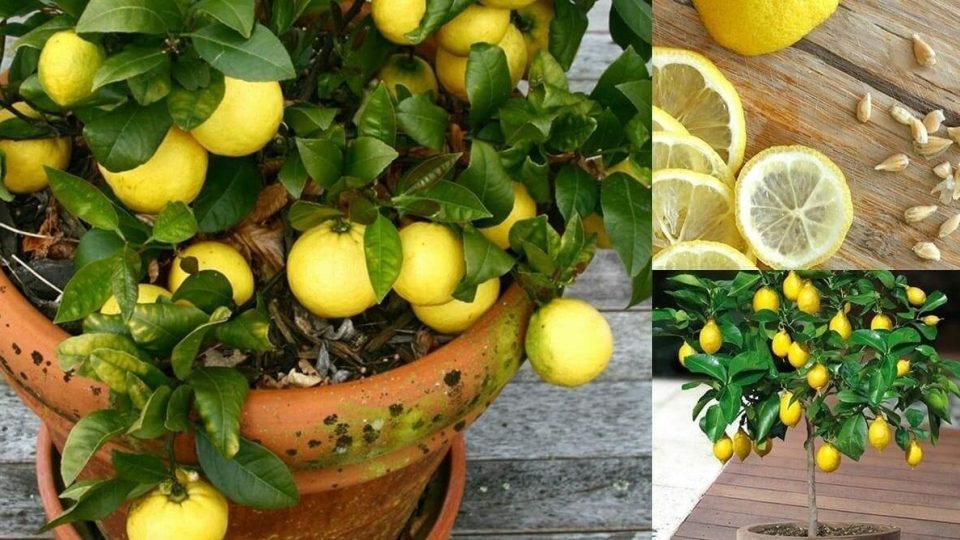 Todos los pasos para hacer crecer el limonero: cómo hacerlo desde sus semillas