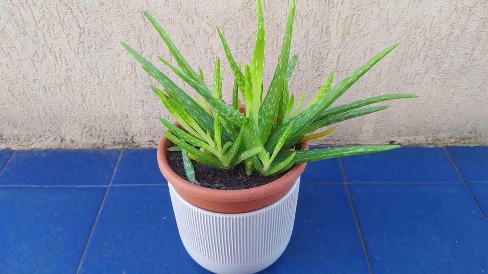 3+1 Consejos para cultivar Aloe vera en casa