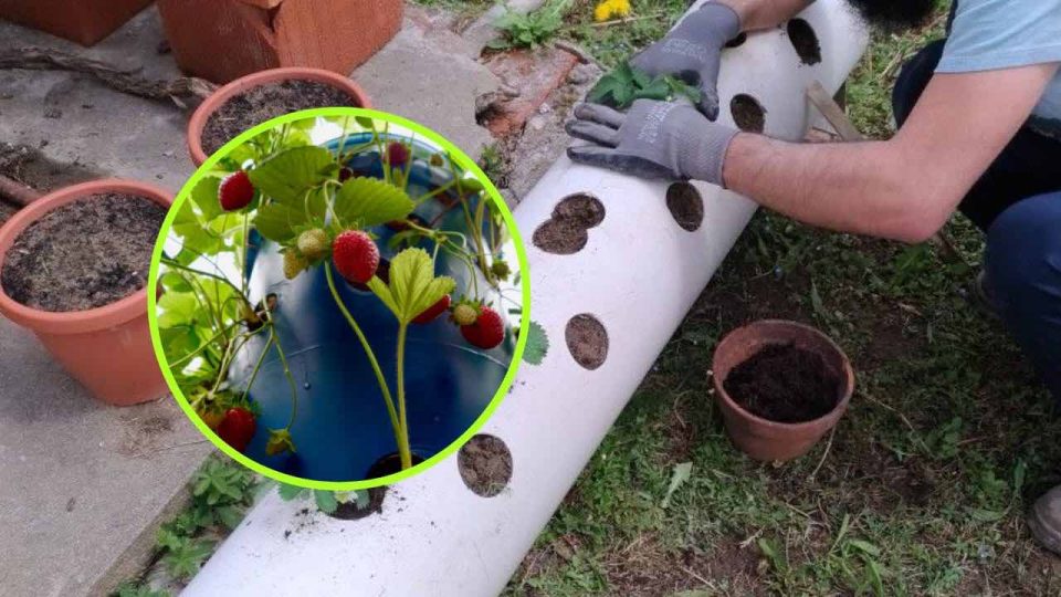 Huerto, cómo cultivar fresas en tubos: aquí está la técnica muy simple