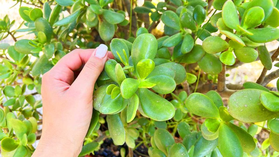 Cómo hacer crecer el Árbol de Jade y tenerlo siempre hermoso