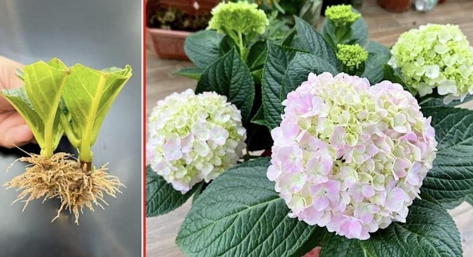 El secreto para multiplicar hortensias y tener un jardín lleno de flores