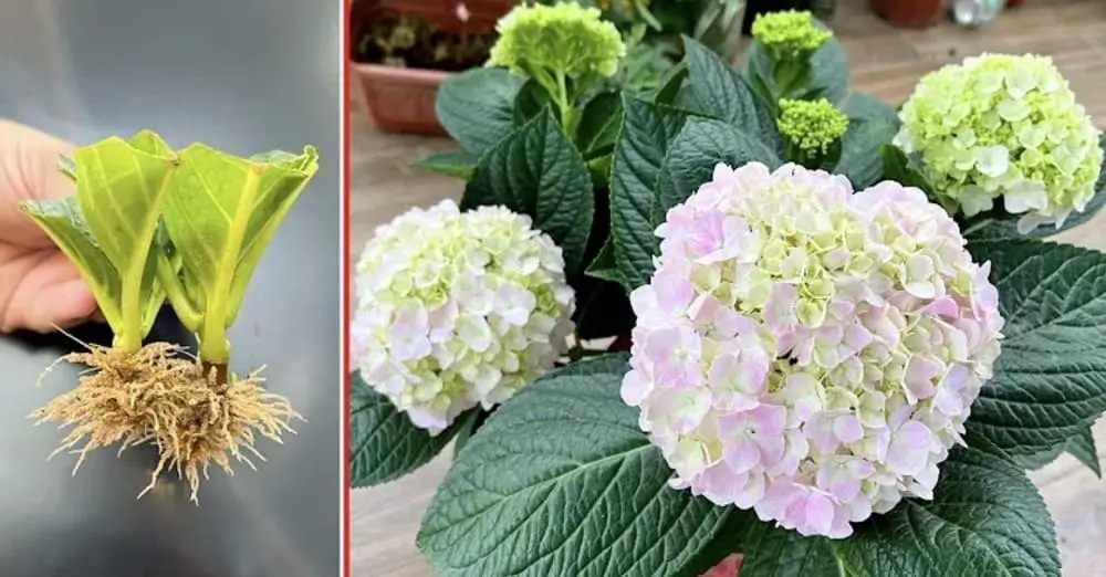 El secreto para multiplicar hortensias y tener un jardín lleno de flores