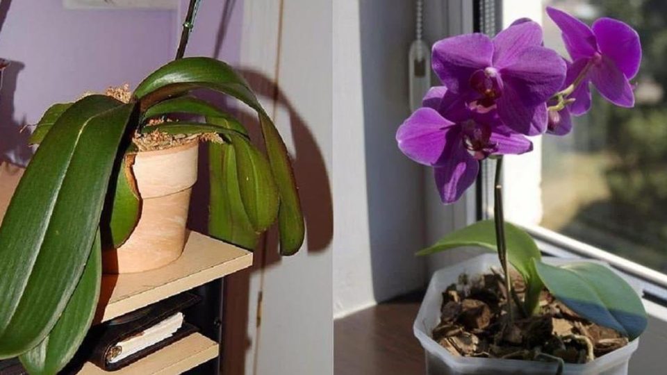Cómo reproducir la orquídea con una hoja y una botella