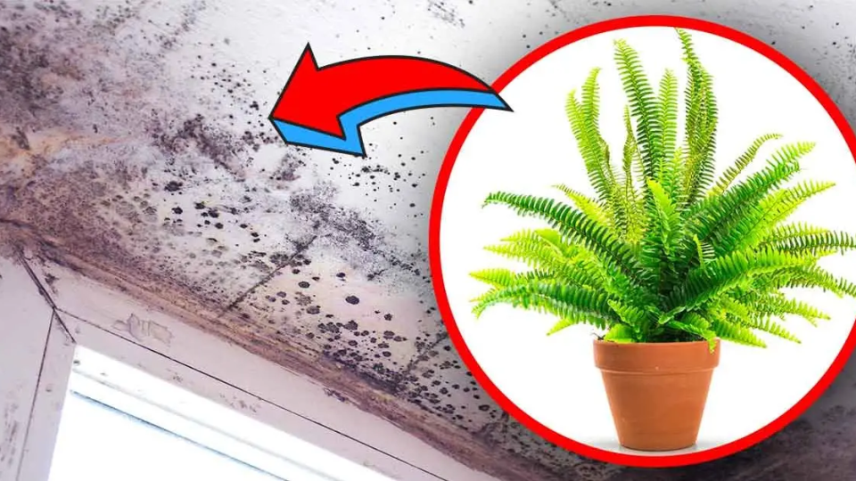 4 plantas de interior que eliminan la humedad y evitan el riesgo de moho en casa
