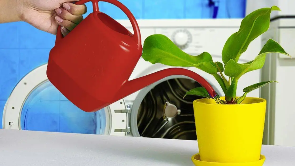 Riega tus plantas con agua de la lavadora: muchos jardineros lo están haciendo, la razón es genial