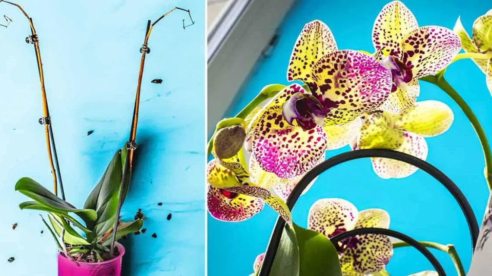 Cómo mantener una orquídea y hacer que vuelva a florecer: la guía paso a paso