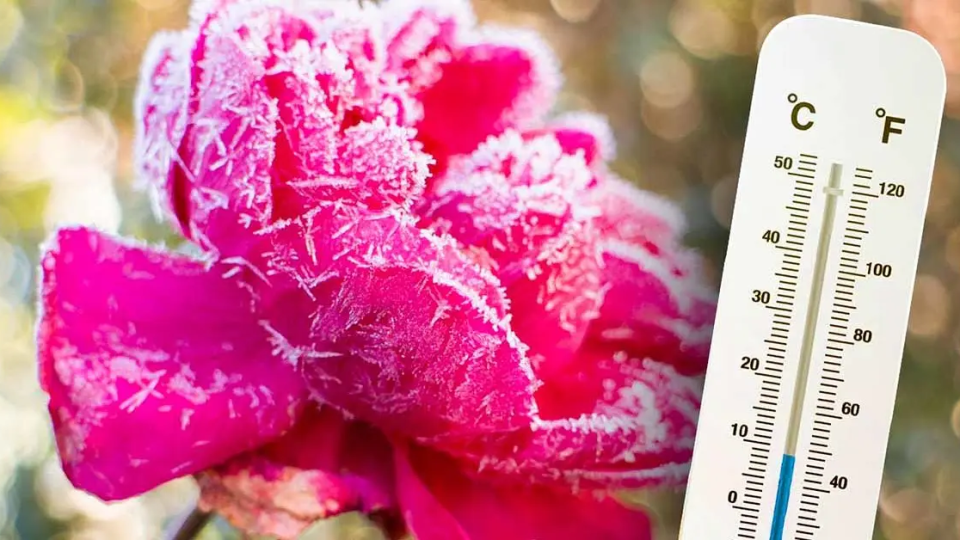 ¿Cómo preparar rosas para el invierno? Mantenimiento y cuidado a saber