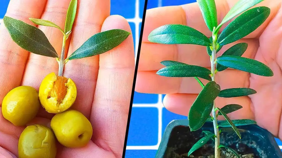 El truco genial para hacer crecer un olivo a partir de un hueso de aceituna: nada podría ser más sencillo