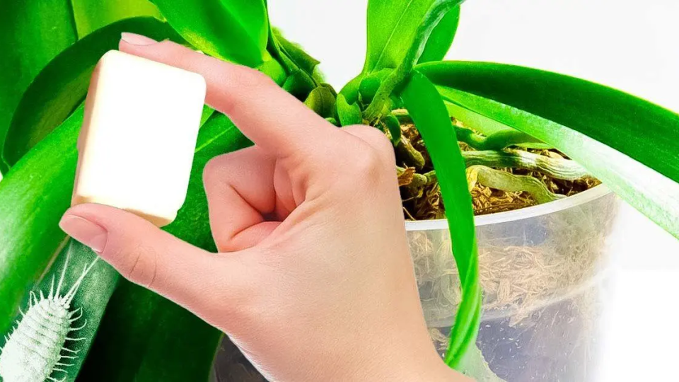 El truco de magia para eliminar la cochinilla que ataca a tus plantas