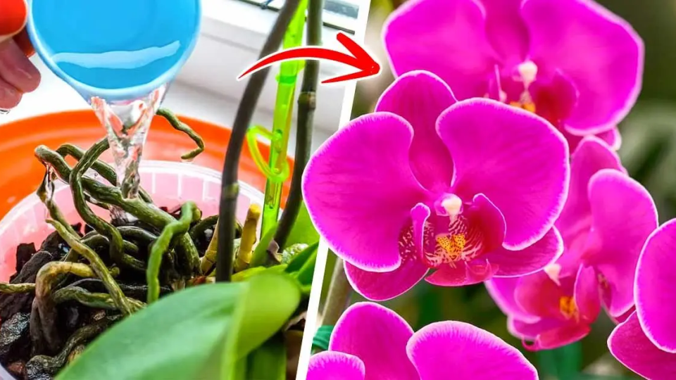 Las orquídeas florecerán todo el año si las riegas con este producto natural