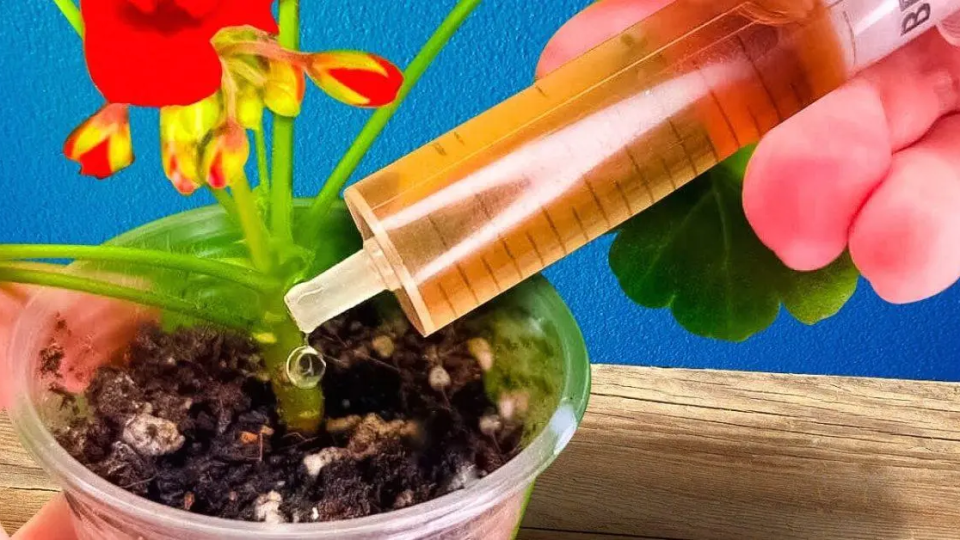 Pon una gota en cada planta en febrero: el ingenioso truco para hacerlas crecer rápido