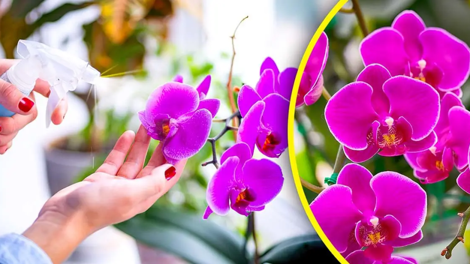Se acabó el riego de orquídeas con agua: riégalas con esta para una floración espectacular