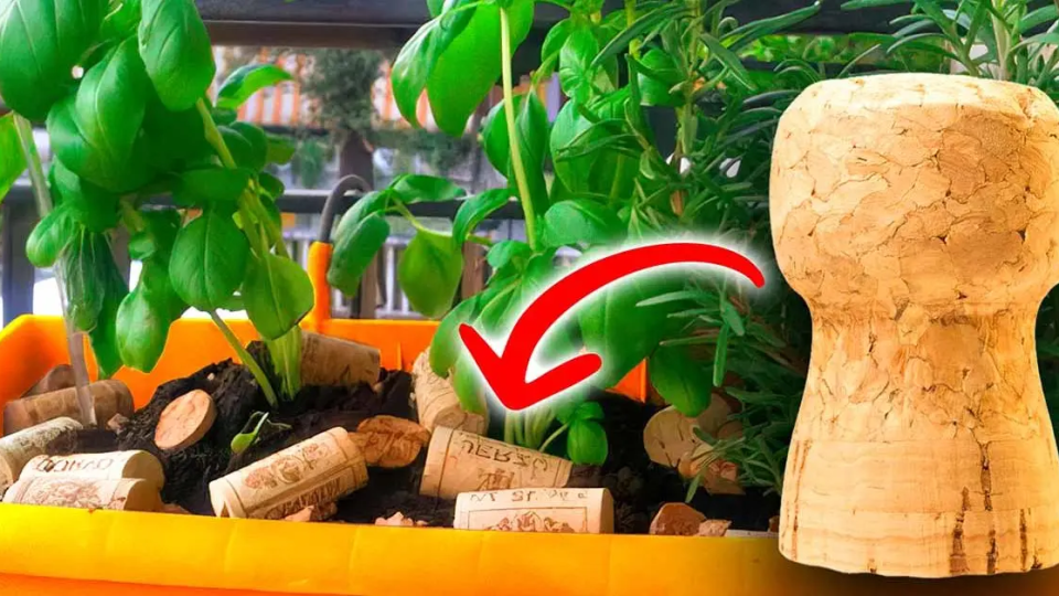 ¿Por qué es inteligente poner corchos en tus plantas?