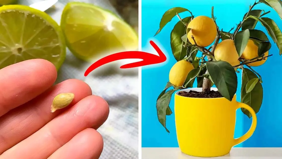 No tires las semillas de limón: así es como se usan para cultivar un árbol de limón