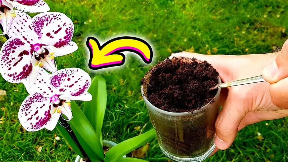 ¿Por qué se debe verter el café molido sobre las orquídeas? 3 beneficios que no conocías