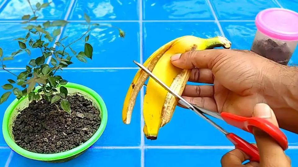 ¿Por qué es importante poner cáscaras de plátano en tus plantas? El ingenioso truco de los jardineros inteligentes