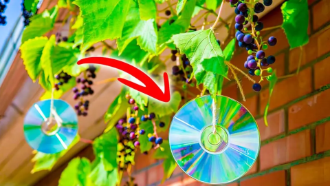 ¿Por qué es inteligente colgar CD en los árboles? El truco que salva tu jardín